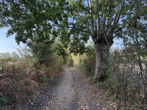 Nous avons marché en forêt des Moutiers Hubert et suivons ce couloir de verdure avant les Petits Bois.