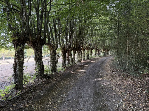 Au Fouciau, nous prenons le chemin de lisière.