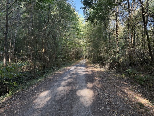 Nous avons traversé la D110A, et sommes entrés dans le bois de Livarot par le chemin de la Cabine. C'est une ancienne route, qui n'est pas interdite aux voitures, mais nous n'en avons pas vues.