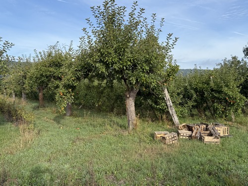 La route du Marais est assez calme, et les paysages alternent vergers, prés, fermes, quelques maisons traditionnelles, et des manoirs discrets.