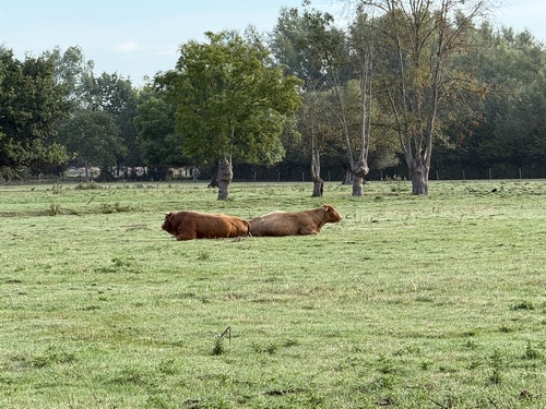 Paysages du marais d'Anneville.