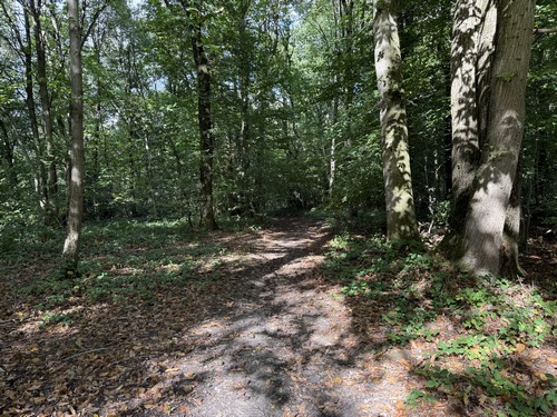 Le chemin continue dans le bois du coteau est de la vallée de la Clérette jusqu'au Chemin des Sainfouins.