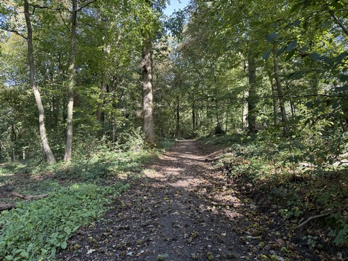 Nous entrons dans le bois de Cordelleville, encore un beau chemin.