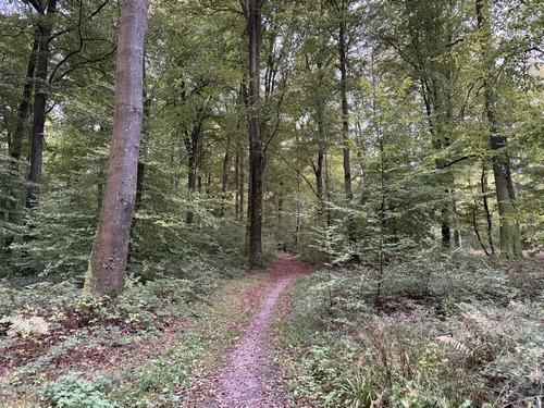 Le Chemin des Ecoliers serpente autour du Camp Souverain. Le Camp Souverain abrite maintenant une ferme, mais son nom nous rappelle que cette forêt a été replantée et aménagée au XIXe siècle, par les sapeurs de l'Empire.