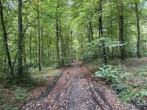 Nous descendons la route forestière de la Verrerie, mais au lieu de descendre jusqu'au Chemin de la Garennerie, nous suivons ce chemin du Tertre.