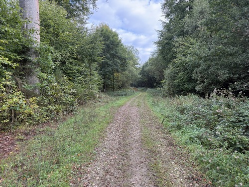 Nous avons rejoint la route forestière du Grimplet, nous allons la suivre jusqu'au Chemin des Ecoliers.
