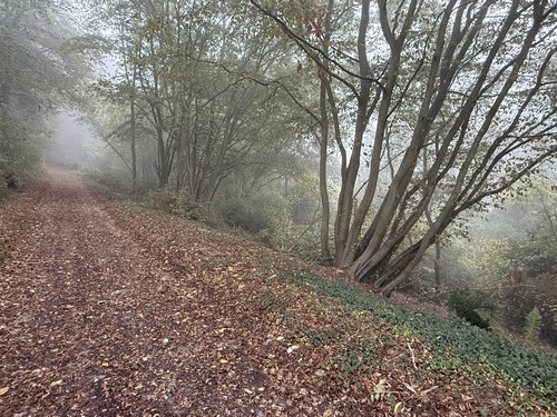 Nous quittons le Chemin du Moulin pour descendre vers les marais.
