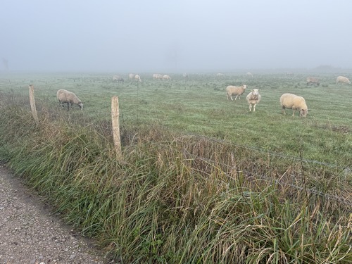 Animaux des marais dans la brume matinale.