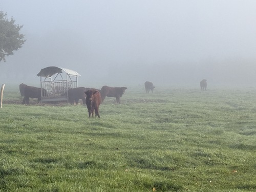 Autres animaux des marais dans la brume matinale.