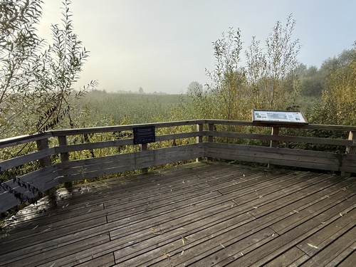 Nous quittons provisoirement le chemin de halage pour rejoindre le belvédère de la zone humide de la Douillère. Cet ancien casier de dépôt de sédiments de dragage a bénéficié de travaux de restauration écologique.