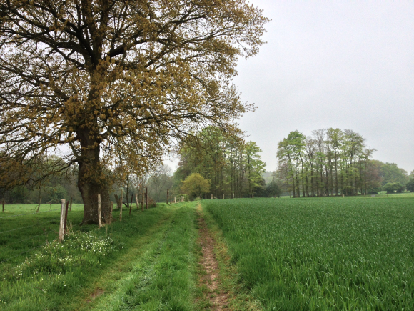 Vue de la randonnée Campagne Cauchoise. au départ de Ourville-en-Caux, 76