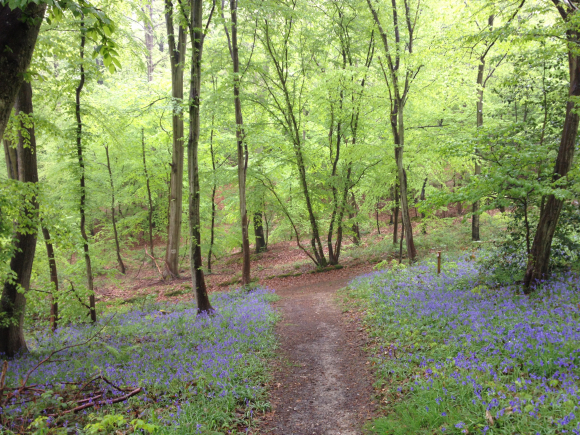 Vue de la randonnée Belle boucle en Forêt Verte au nord de Rouen. au départ de Mont-Saint-Aignan nord, 76