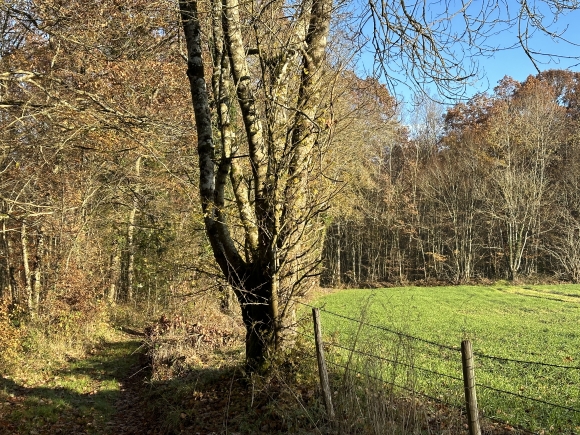 Vue de la randonnée de la Charentonne au bois de Broglie au départ de Broglie, 27