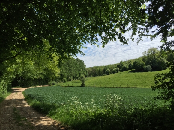 Vue de la randonnée Randonnée dans la campagne entre Buchy et Chef-de-l'Eau au départ de Buchy, 76