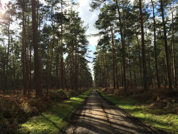 Vue de la randonnée Randonnée forestière Le Grand Tour du Trait au départ de Le Trait, 76
