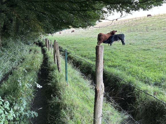 Vue de la randonnée Chemins des champs et chemins des bois entre Trouville Saint-Aubin et Saint-Nicolas au départ de Trouville-Alliquerville, 76