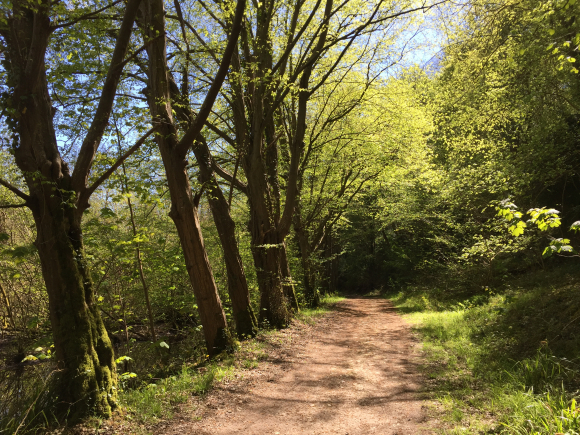 Vue de la randonnée Paysages de bayou au départ de La Cerlangue, 76
