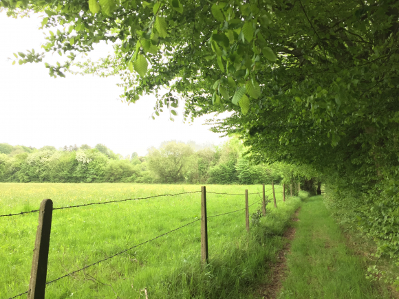 Vue de la randonnée La campagne du Pays d\'Auge au départ de Le Torquesne, 14