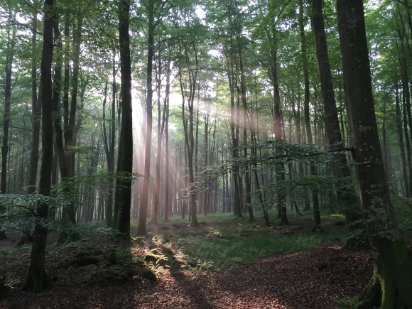 Vue de la randonnée Boucle de Saint-Saens au Ventes-St-Rémy au départ de Saint-Saens 2, 76