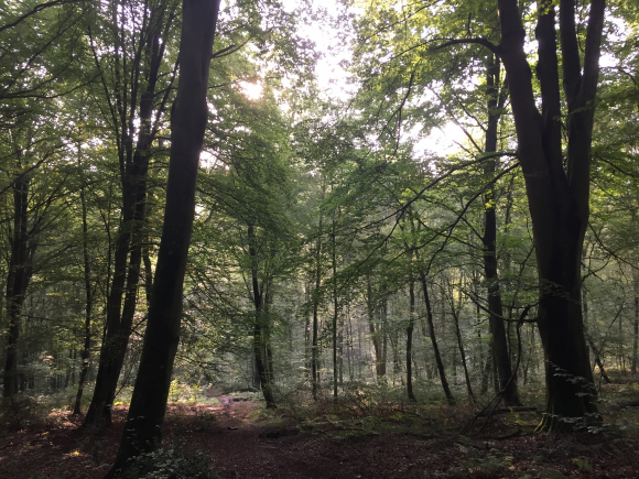 Vue de la randonnée Boucle entre le moulin de pierre et la forêt domaniale au départ de Hauville, 27