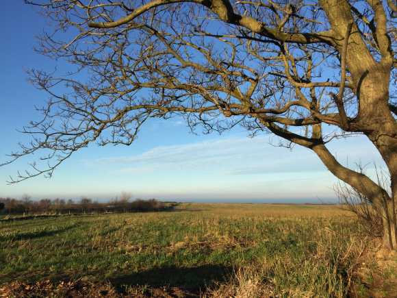 Vue de la randonnée Plateau maritime du Pays de Caux au départ de Heuqueville, 76