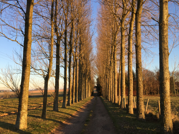 Vue de la randonnée Plaine du Pays de Caux au départ de Gonneville-la-Mallet, 76