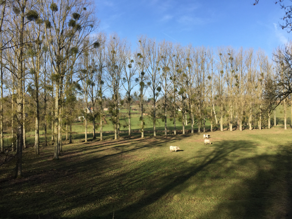 Vue de la randonnée de la Vienne à la Saâne au départ de Bacqueville-en-Caux, 76