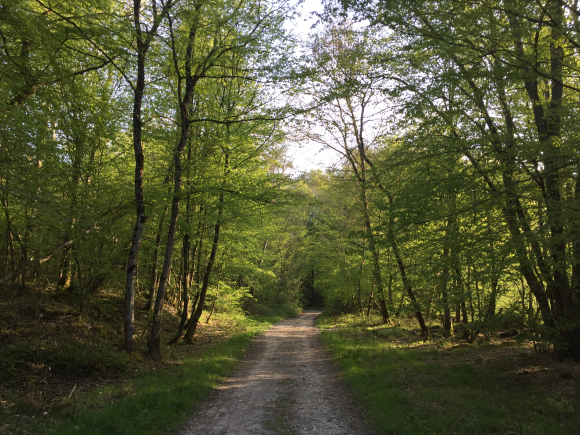 Vue de la randonnée Boucle dans la partie ouest de la forêt de La Londe - Rouvray au départ de Bosc-Bénard-Commin, 27