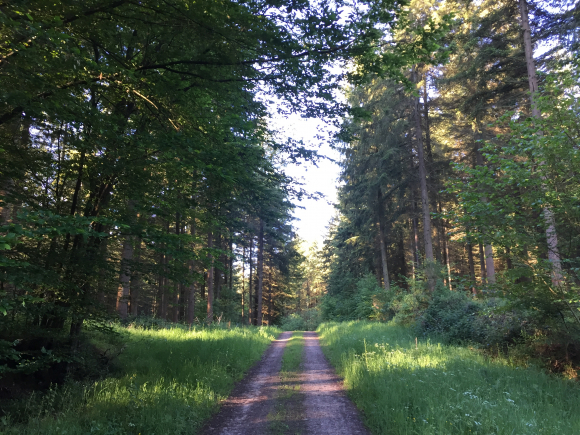 Vue de la randonnée Forêt de La-Londe - Rouvray au départ de St-Ouen-de-Thouberville, 27