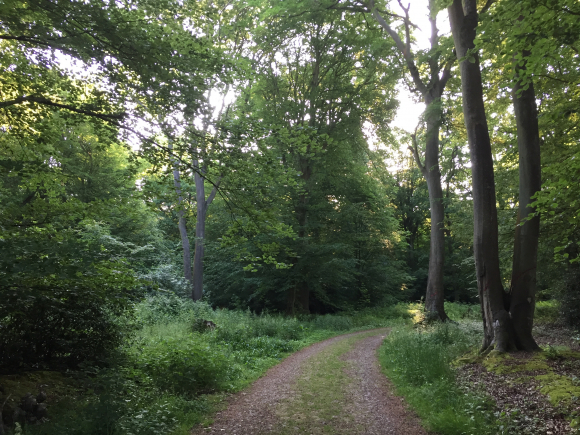 Vue de la randonnée balade en forêt aux Essarts au départ de Grand-Couronne, 76