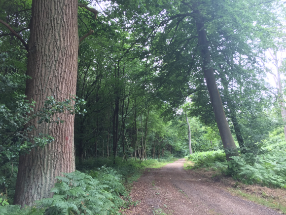 Vue de la randonnée La Forêt Domaniale de Roumare et son parc animalier au départ de Dieppedalle, 76