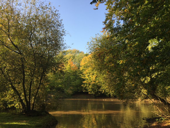 Vue de la randonnée Circuit Dans le Bois de Grosfy au départ de Butot, 76