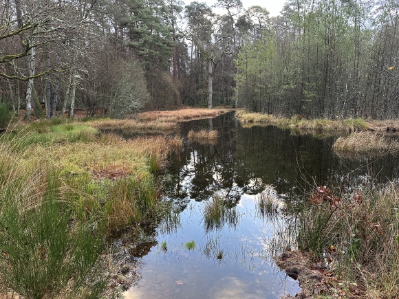 Vue de la randonnée Forêt domaniale et bord de Seine au départ de Vatteville-la-Rue 6, 76