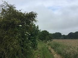 Vue de la randonnée Belle rando sur les chemins du pays de Caux au départ de Doudeville, 76