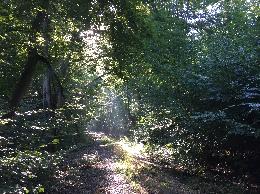 Vue de la randonnée Sentier de la vallée Comette en forêt de Bord-Louviers au départ de Incarville, 27