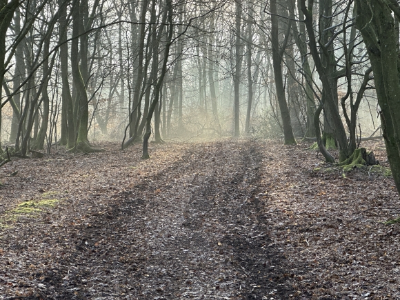 Vue de la randonnée Boucle en forêt domaniale de Bord-Louviers par l'aire de la Mare Asse au départ de St-Pierre-de-Lierroult, 76
