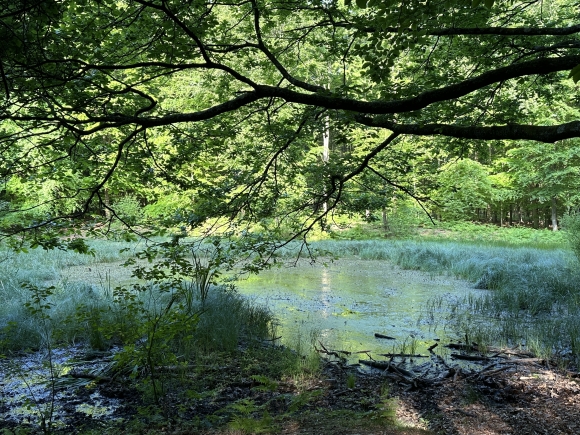 Vue de la randonnée Autour de Montigny en forêt de Roumare au départ de Montigny, 76