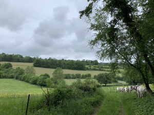Vue de la randonnée Paysages du Pays-de-Bray entre Neufchâtel et Aumale au départ de Illois, 76