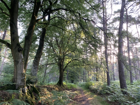Vue de la randonnée du Chemin du Roi à la forêt communale au départ de ND-de-Bliquetuit sud, 76