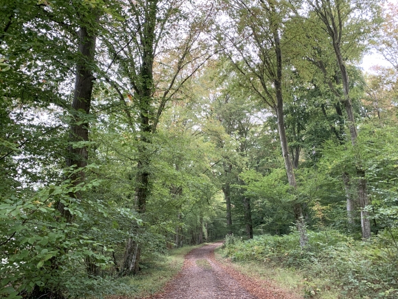 Vue de la randonnée Forêt domaniale de Lyons au départ de Vascoeuil, 27