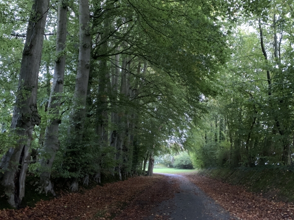 Vue de la randonnée Au coeur de la campagne du Pays-de-Caux au départ de St-Martin-aux-Arbres, 76