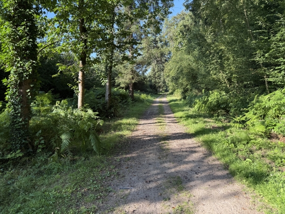 Vue de la randonnée Petite boucle dans la belle forêt domaniale de La Londe - Rouvray au départ de La Londe, 76