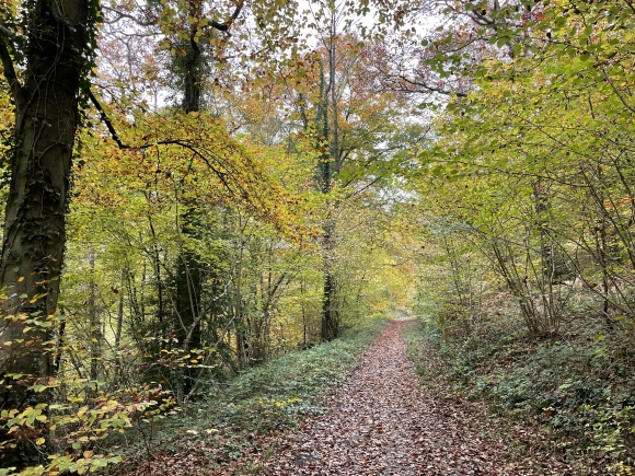 Vue de la randonnée Petit tour en forêt du Trait-Maulévrier au départ de Sainte-Gertrude 2, 76