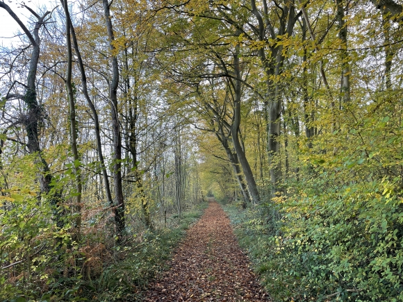 Vue de la randonnée Randonnée de 13km en forêt de Brotonne au départ de Vatteville-la-Rue 4, 76