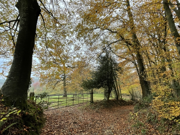 Vue de la randonnée Balade de 7km en forêt de Montfort au départ de Glos-sur-Risle 2, 27