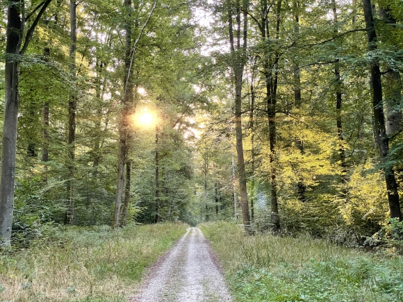 Vue de la randonnée jolie boucle en forêt de Lyons au départ de Perriers-sur-Andelle, 27