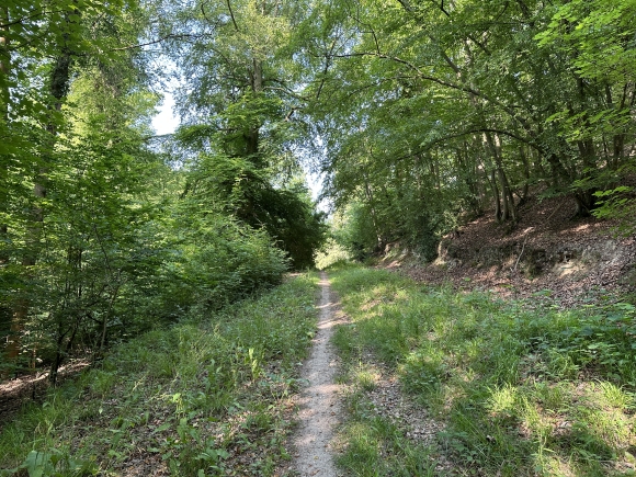Vue de la randonnée Randonnée au centre de la forêt de La Londe - Rouvray au départ de Forêt de La Londe 2, 76