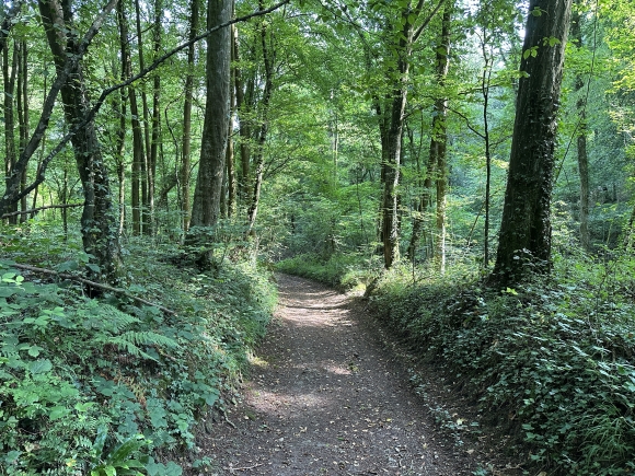 Vue de la randonnée Chemins des bois de Saint-Didier au départ de St-Didier-des-Bois, 76
