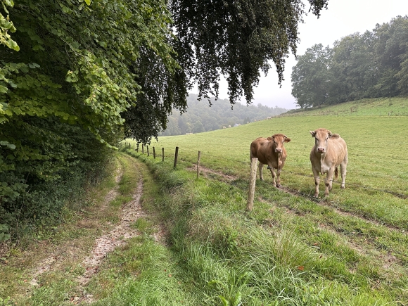 Vue de la randonnée Circuit du Beau Soleil au départ de St-Gilles-de-Crétot, 76