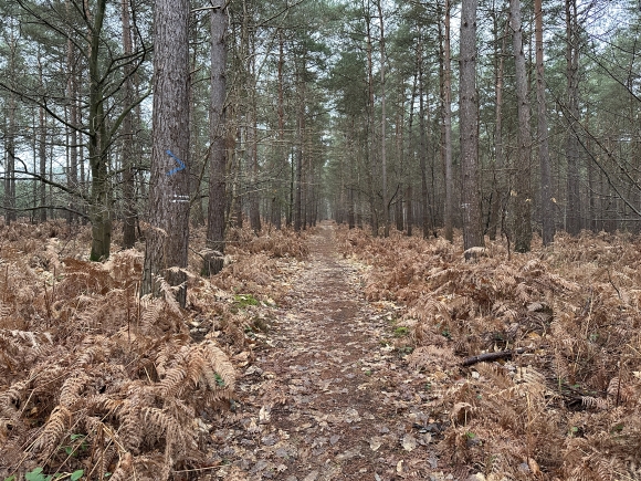 Vue de la randonnée 4 arbres remarquables en forêt de Bord-Louviers au départ de Les Damps 2, 27